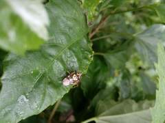 Oebalus poecilus