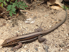 Pholidoscelis polops