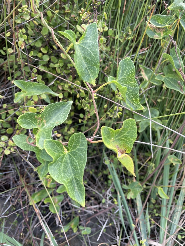 Hedge Bindweed × Sea Bindweed