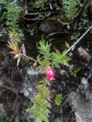 Disterigma empetrifolium