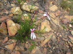 Pelargonium divisifolium