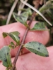 Asterina veronicae - Photo (c) Gustaf Fredell, some rights reserved (CC BY), uploaded by Gustaf Fredell