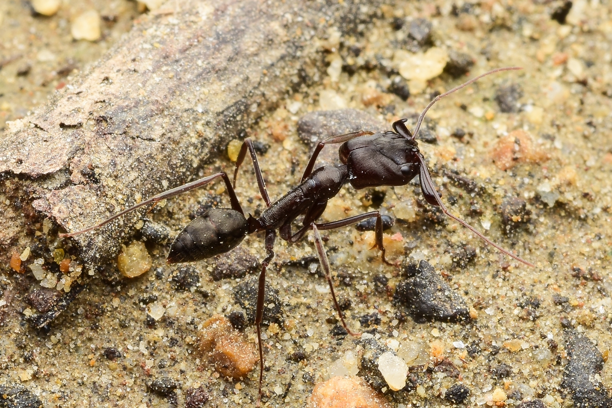 Odontomachus turneri