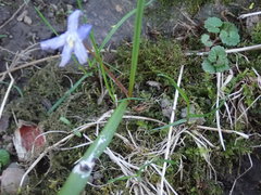 Scilla sardensis