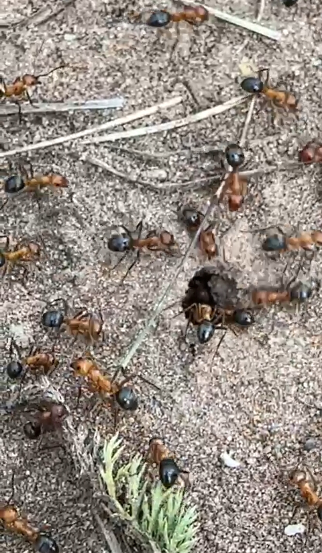 Formica creightoni