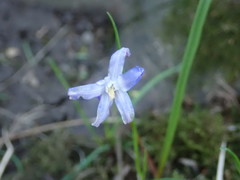 Scilla sardensis
