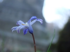 Scilla sardensis