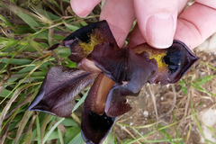 Iris atrofusca