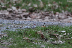 Spizella passerina passerina