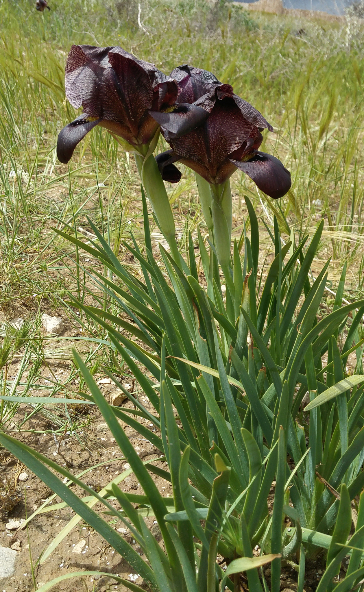 Judean Iris (Iris atrofusca)