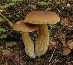 Boletus betulicola