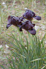 Iris atrofusca