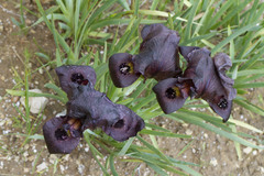 Iris atrofusca