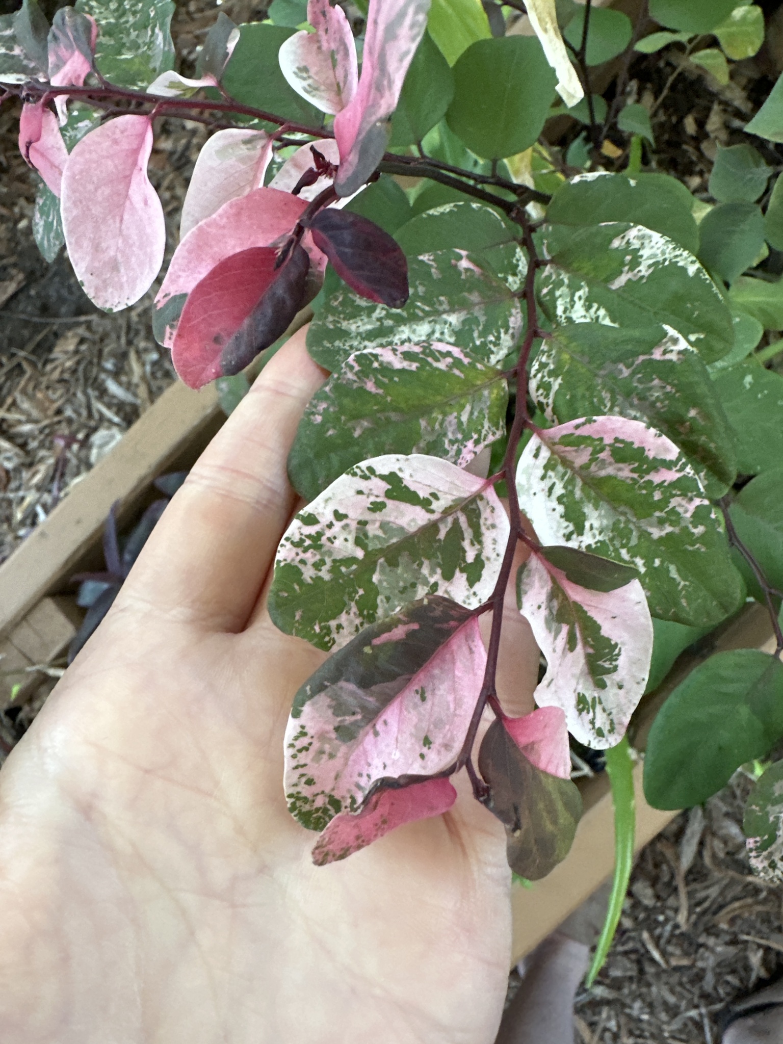 Imagem de Planta-fita