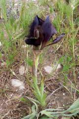 Iris atrofusca