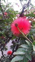 Calliandra trinervia