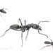 Matebele Ant - Photo (c) Jonghyun Park, some rights reserved (CC BY), uploaded by Jonghyun Park