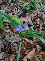 Tradescantia ernestiana