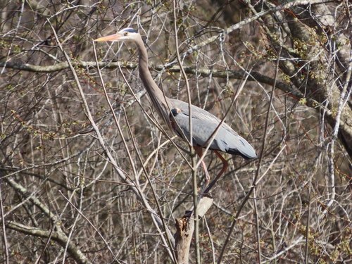 Great Blue Heron photographed in West Virginia