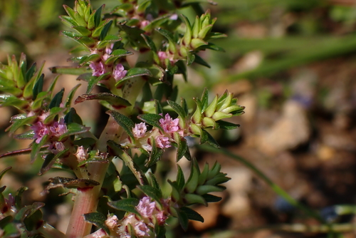 Rotala densiflora iNat (3)