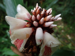 Alpinia shimadae