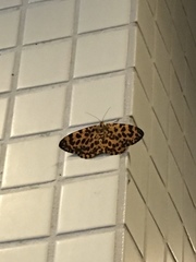 Epobeidia tigrata tigrata