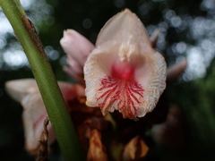 Alpinia shimadae