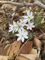 Hepatica americana