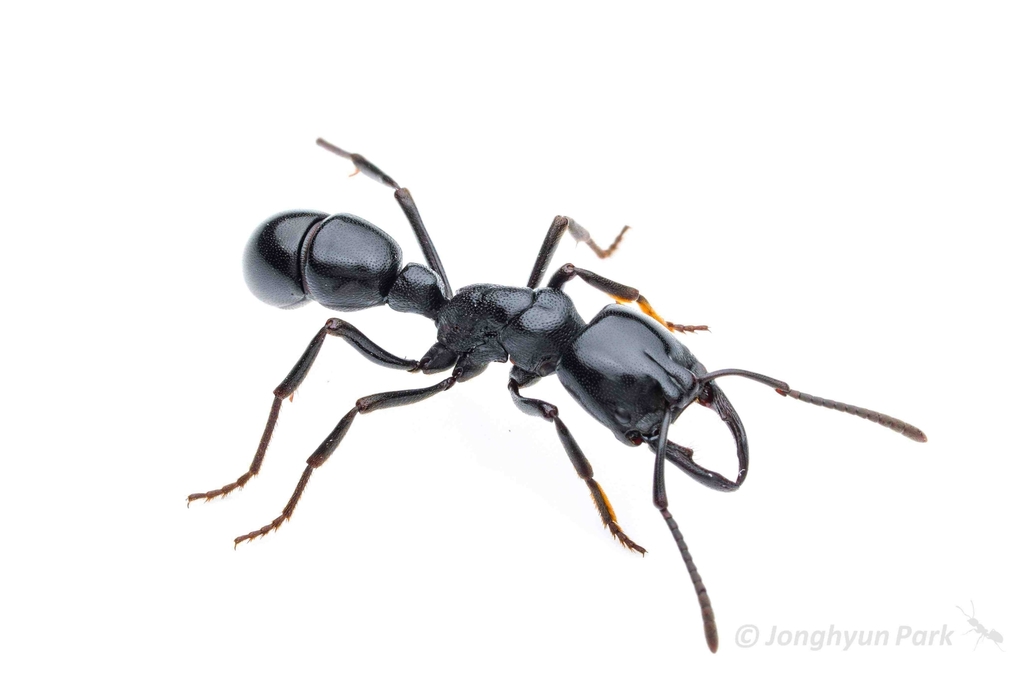 Ringbum Millipede Muncher Ant