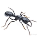 Ringbum Millipede Muncher Ant - Photo (c) Jonghyun Park, some rights reserved (CC BY), uploaded by Jonghyun Park