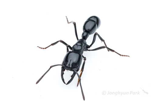 Ringbum Millipede Muncher Ant photo 4