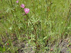 Sidalcea calycosa calycosa