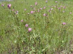 Sidalcea calycosa calycosa