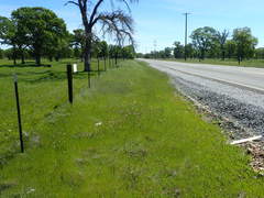 Sidalcea calycosa calycosa
