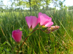 Sidalcea calycosa calycosa