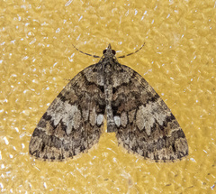 Hydriomena irata