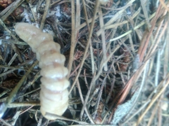 Prionoplus reticularis