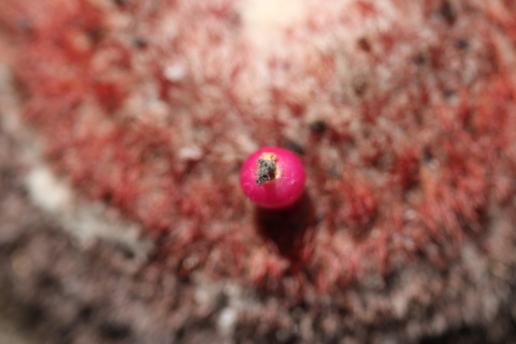 Melocactus conoideus
