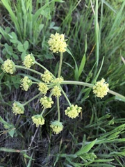 Lomatium macrocarpum