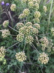 Lomatium macrocarpum