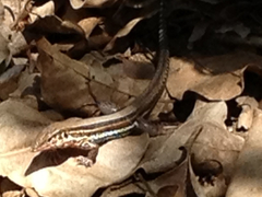 Pholidoscelis polops