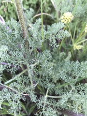Lomatium macrocarpum