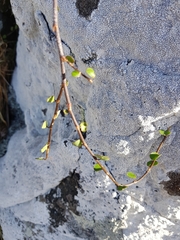 Muehlenbeckia complexa