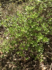 Rhododendron occidentale