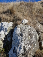 Muehlenbeckia complexa