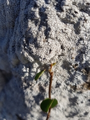 Muehlenbeckia complexa