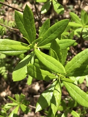 Rhododendron occidentale