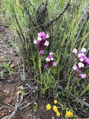 Castilleja densiflora gracilis