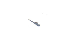 Tramea transmarina euryale