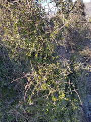 Coprosma crassifolia